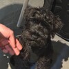 Логотип телеграм канала @insaydibobki — Инсайды Бобки 🐶