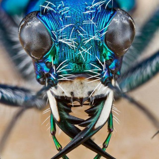 Логотип телеграм канала @insectsoftheworld — Уникальный мир насекомых
