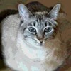Логотип телеграм канала @integralfractala — интеграл фрактала