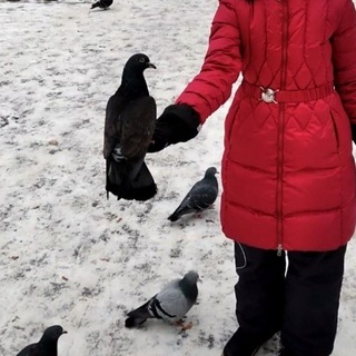 Логотип телеграм канала @interestingbirds — Птицы Тулы и области