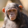Логотип телеграм канала @interestingfactsaboutanimals1 — Интересные факты о животных