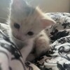 Логотип телеграм канала @intox1cation — интоксикация