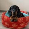 Логотип телеграм канала @iosifdog — Дневник Иосифа🐾