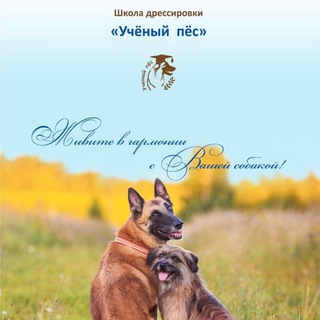Логотип телеграм канала @iqdog — Учёный пёс - iqdog.ru - дрессировка собак. Кинолог. Гостиница для собак