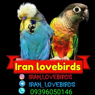 لوگوی کانال تلگرام iran_lovebirds — ایران لاوبیردس