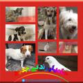 لوگوی کانال تلگرام iraniananimaladoptiongroup — واگذاری رایگان و آموزشِ رفتار اصولی با حیوانات- حامیان زندگی جدید