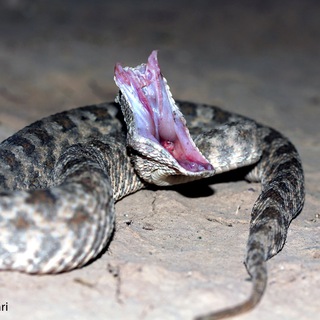 لوگوی کانال تلگرام iranianreptiles — Iranian_Herpetology_Inst