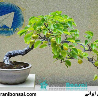 Logo of telegram channel iranibonsai_shop — گلفروشي اينترنتي بونسای ایرانی