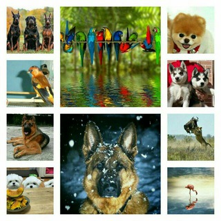 لوگوی کانال تلگرام iranidog051 — Irani. Dog051