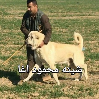 Logo del canale telegramma iraq_dog - ((کانال رسمی سگهای پشدر))