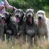 Логотип телеграм канала @irishwolfhoundizvl — Ирландские волкодавы "Из Волшебного Леса"