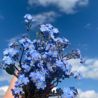 Логотип телеграм канала @islaaamdunyasi — thebalbala