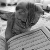 Логотип телеграм канала @islam_365_days — 365 дней мотиваций - Ислам 🤍