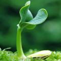 Telegram channel 🌱İslamda Uşaq Tərbiyəsi🌱 logo