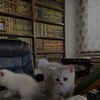 لوگوی کانال تلگرام islamruhr — ض