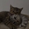 Логотип телеграм канала @isnt_01 — 𝙞𝙨.