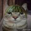 Логотип телеграм канала @ispotytori — дневник тутора❤️