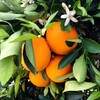 Логотип телеграм канала @italianissima_online — 🇮🇹 Italianissima: итальянский для всех