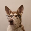 Логотип телеграм канала @itdoginfo — ITDog