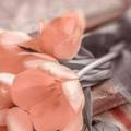 لوگوی کانال تلگرام itkantassaror — معا نحو الإتقان 🧕الشيخة إيمان ساسي