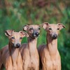 Логотип телеграм канала @iz_ozherelia_kennel — Из Ожерелья - левретки