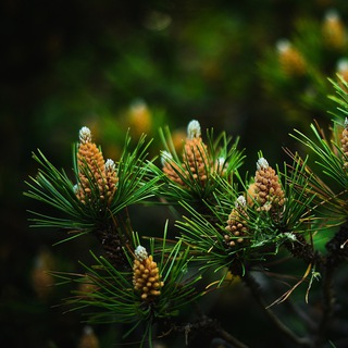 Логотип телеграм канала @izgorki — Коттеджные посёлки [СПб и ЛО].