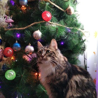 Логотип телеграм канала @izumkk — Изюмк