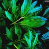 Логотип телеграм канала @izumrudnyjmir — Изумрудный мир 🌿