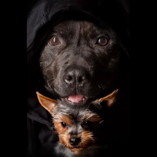 Логотип телеграм канала @jack_staffy — JACK_L.A.A