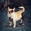 Логотип телеграм канала @jackiechandog — Джеки Чан