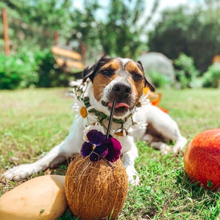 Логотип телеграм канала @jackrussell_martiny — Jackrussell_martiny