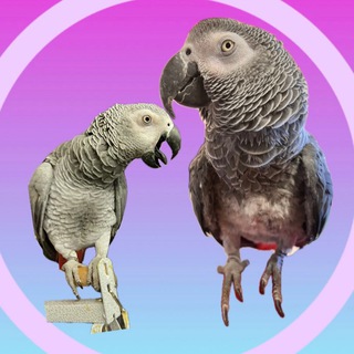Логотип телеграм канала @jakovalera_kurochka — Жако Валера 🦜