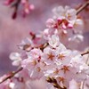 Логотип телеграм канала @japan_seasons — Японские Сезоны