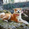 Логотип телеграм канала @japaneesme — Японский язык с Koira-san 🐕 日本語