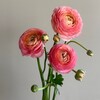Логотип телеграм канала @jardenflowers — Jarden Flowers