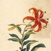 Логотип телеграм канала @jardindorange — jardin d'orange