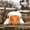Логотип телеграм канала @jareniigus — Жареный Гусь | Кулинария & Рецепты & Кухня & Еда & Готовка