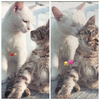 لوگوی کانال تلگرام jejoaa — am “̯ 🐼💗 |℡