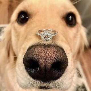 Логотип телеграм канала @jewelryring — Бриллианты в Трусах
