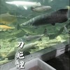 电报频道的标志 jidaoton — 刀疤鲤后援团 👽