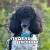 Логотип телеграм канала @johnnypoodle — Пудель Джонни