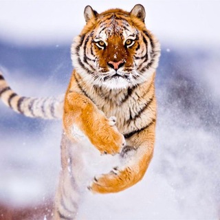 Логотип телеграм канала @jolbarysjump — Прыжок тигра