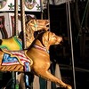 Логотип телеграм канала @jomoeblya — Лошадиное торнадо 🎠