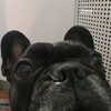 Логотип телеграм канала @jorabulldog — Французский бульдог Жора ( он же Жорж и т.д.)
