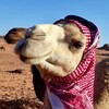 Логотип телеграм канала @jordanguide — Иордания от А до Я🇯🇴