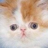 Логотип телеграм канала @jovivintik — Винтик