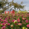 Logo of telegram channel js_flowers_farm — JS Flowers Farm