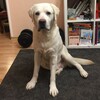 Логотип телеграм канала @juda_the_dog — Существо