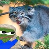 Logo of telegram channel judgesmorecult — Judge Frog’s S’more Cult
