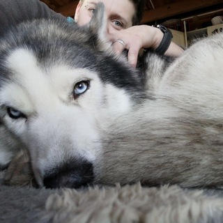 Логотип телеграм канала @juli_husky — Juli_Husky